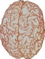 Das männliche Gehirn